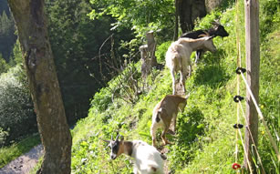 Haustiere auf dem im Hallmooshof in Filzmoos